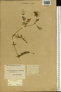Vicia cracca L., Eastern Europe, Northern region (E1) (Russia)