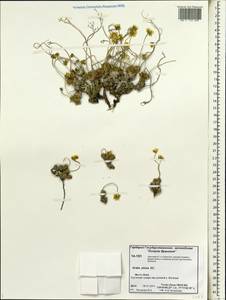 Draba pilosa Adams ex DC., Siberia, Chukotka & Kamchatka (S7) (Russia)