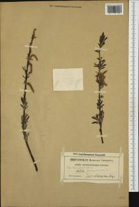 Salix elaeagnos, Western Europe (EUR) (Not classified)