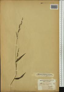 Oplismenus compositus (L.) P.Beauv., Australia & Oceania (AUSTR) (French Polynesia)