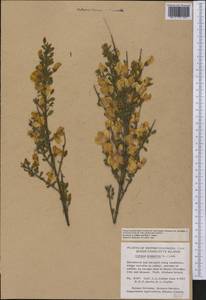 Cytisus scoparius (L.)Link, America (AMER) (Canada)