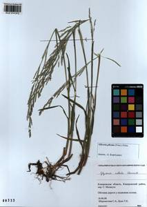 Glyceria notata Chevall., Siberia, Altai & Sayany Mountains (S2) (Russia)