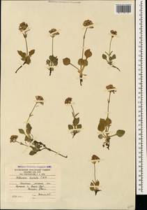 Valeriana saxicola C. A. Mey., Caucasus, South Ossetia (K4b) (South Ossetia)