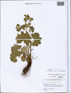 Alchemilla conglobata H. Lindb., Eastern Europe, Central forest-and-steppe region (E6) (Russia)