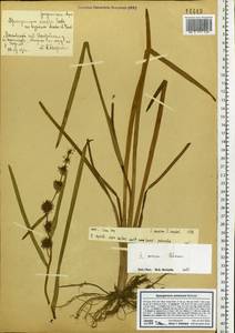 Sparganium emersum Rehmann, Eastern Europe, Moscow region (E4a) (Russia)