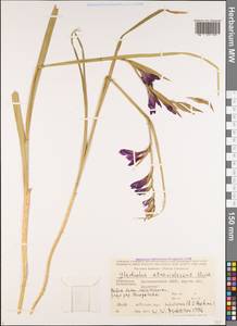 Gladiolus atroviolaceus Boiss., Caucasus, Azerbaijan (K6) (Azerbaijan)