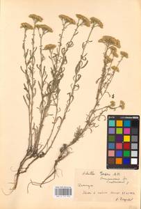 Achillea micrantha Willd., Eastern Europe, South Ukrainian region (E12) (Ukraine)