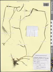 Hordeum murinum subsp. leporinum (Link) Arcang., Caucasus, Black Sea Shore (from Novorossiysk to Adler) (K3) (Russia)