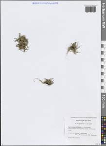 Phippsia algida (Sol.) R.Br., Siberia, Central Siberia (S3) (Russia)