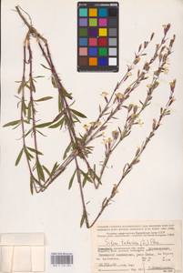 Silene tatarica (L.) Pers., Eastern Europe, Northern region (E1) (Russia)