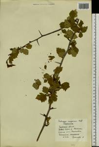 Crataegus sanguinea Pall., Siberia, Baikal & Transbaikal region (S4) (Russia)