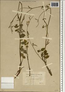 Pastinaca sativa subsp. sativa, South Asia, South Asia (Asia outside ex-Soviet states and Mongolia) (ASIA) (Turkey)
