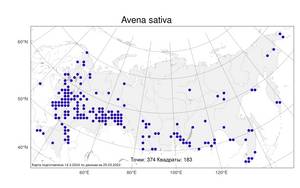 Avena sativa L., Atlas of the Russian Flora (FLORUS) (Russia)