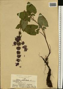 Salvia verticillata L., Eastern Europe, Moscow region (E4a) (Russia)