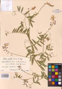 Vicia biennis L., Eastern Europe, Lower Volga region (E9) (Russia)