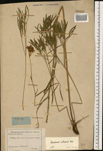 Peucedanum ruthenicum M.Bieb., Eastern Europe, Rostov Oblast (E12a) (Russia)