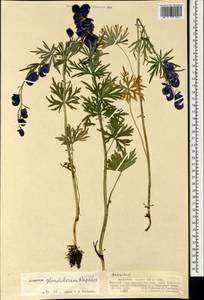 Aconitum glandulosum Rapaics, Mongolia (MONG) (Mongolia)