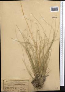 Stipa kirghisorum P.A.Smirn., Middle Asia, Dzungarian Alatau & Tarbagatai (M5) (Kazakhstan)