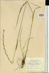 Lolium multiflorum Lam., Eastern Europe, North-Western region (E2) (Russia)