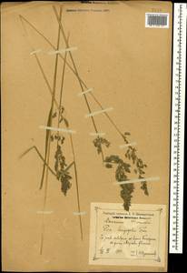 Poa longifolia Trin., Caucasus, Krasnodar Krai & Adygea (K1a) (Russia)
