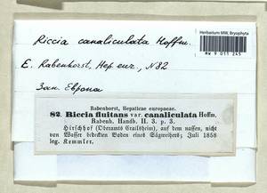 Riccia canaliculata Hoffm., Bryophytes, Bryophytes - Western Europe (BEu) (Germany)