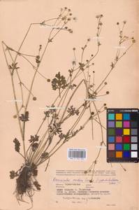 Ranunculus sardous Crantz, Eastern Europe, North Ukrainian region (E11) (Ukraine)