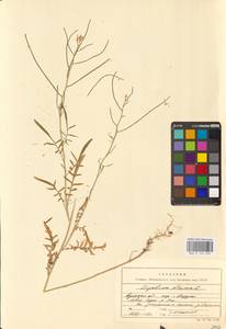 Sisymbrium altissimum L., Eastern Europe, Central region (E4) (Russia)