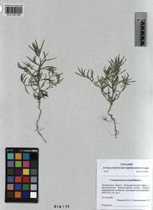 KUZ 003 562, Corispermum hyssopifolium L., Siberia, Altai & Sayany Mountains (S2) (Russia)