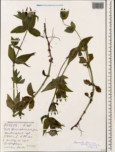 Asperula taurina L., Caucasus, Stavropol Krai, Karachay-Cherkessia & Kabardino-Balkaria (K1b) (Russia)