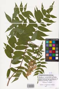 Sorbaria sorbifolia (L.) A. Braun, Eastern Europe, Moscow region (E4a) (Russia)