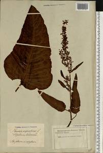 Rumex aquaticus L., Eastern Europe, Latvia (E2b) (Latvia)