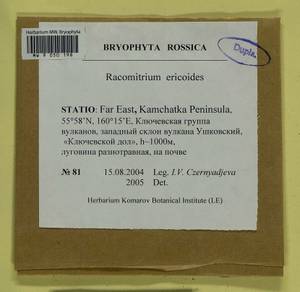 Niphotrichum ericoides (Brid.) Bedn.-Ochyra & Ochyra, Bryophytes, Bryophytes - Chukotka & Kamchatka (B21) (Russia)