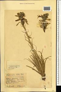 Asphodeline lutea (L.) Rchb., Crimea (KRYM) (Russia)