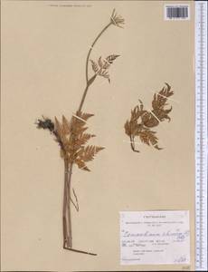 Kreidion chinensis (L.) Raf., America (AMER) (United States)