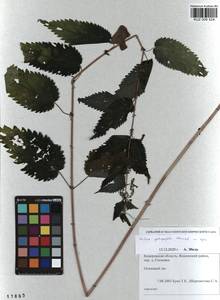 Urtica dioica subsp. pubescens (Ledeb.) Domin, Siberia, Altai & Sayany Mountains (S2) (Russia)