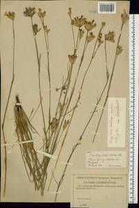 Dianthus borbasii, Eastern Europe, Middle Volga region (E8) (Russia)