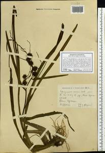 Sparganium stoloniferum (Buch.-Ham. ex Graebn.) Buch.-Ham. ex Juz., Siberia, Western (Kazakhstan) Altai Mountains (S2a) (Kazakhstan)
