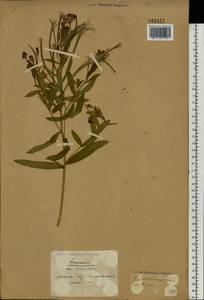 Epilobium hirsutum L., Eastern Europe, Belarus (E3a) (Belarus)