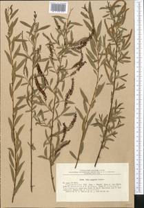 Salix songarica Andersson, Middle Asia, Dzungarian Alatau & Tarbagatai (M5) (Kazakhstan)