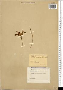 Iris reticulata M.Bieb., Caucasus (no precise locality) (K0)