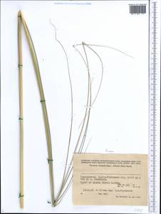 Poaceae, Middle Asia, Pamir & Pamiro-Alai (M2) (Tajikistan)