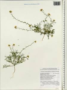 Erucaria rostrata (Boiss.) A.W. Hill ex Greuter & Burdet, South Asia, South Asia (Asia outside ex-Soviet states and Mongolia) (ASIA) (Israel)