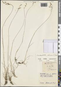 Avenella flexuosa (L.) Drejer, Caucasus, North Ossetia, Ingushetia & Chechnya (K1c) (Russia)