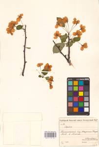 Malus, Eastern Europe, Belarus (E3a) (Belarus)