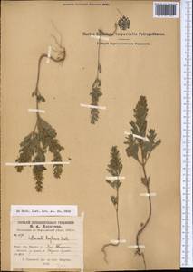 Lallemantia royleana (Benth.) Benth., Middle Asia, Pamir & Pamiro-Alai (M2)