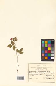 Rubus arcticus L., Siberia, Russian Far East (S6) (Russia)