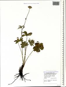 Astrantia major subsp. biebersteinii (Fisch. & C. A. Mey.) I. Grint., Caucasus, Stavropol Krai, Karachay-Cherkessia & Kabardino-Balkaria (K1b) (Russia)