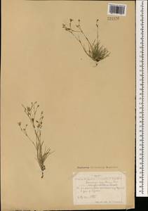 Eremogone capillaris (Poir.) Fenzl, Mongolia (MONG) (Mongolia)