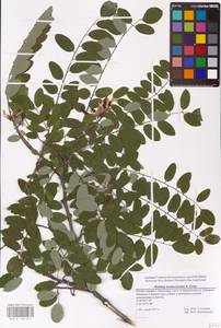 Robinia neomexicana A.Gray, Eastern Europe, Lower Volga region (E9) (Russia)