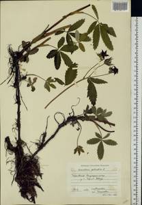 Comarum palustre L., Eastern Europe, Central forest region (E5) (Russia)